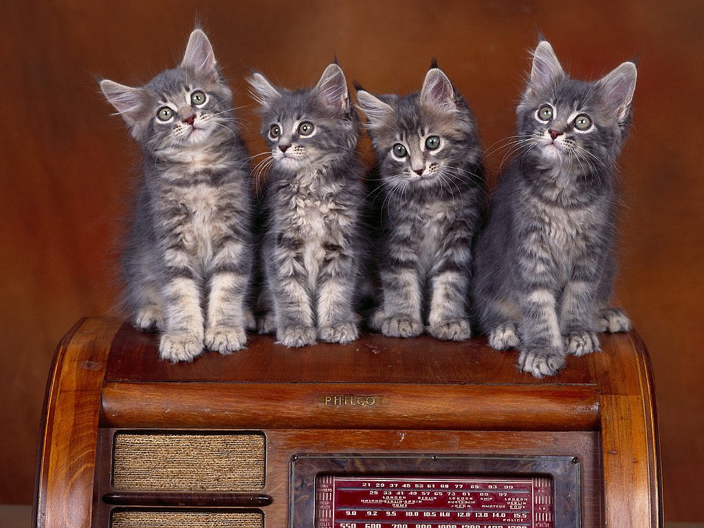 Radio Tuners, Maine Coon Kittens